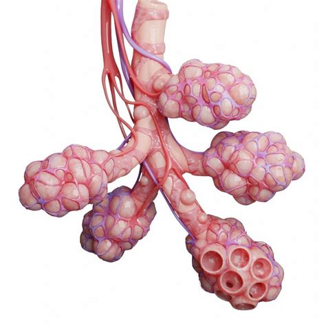 Realistic Human Bronchi Alveoli Anatomy 3D model | CGTrader