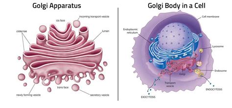 Golgi Apparatus Function | Definition | Structure | Analogy