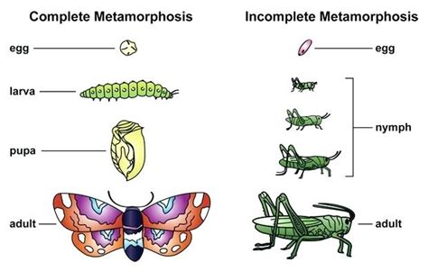 Metamorphosis - Definition and Types of Metamorphosis - CBSE Class Notes Online - Classnotes123