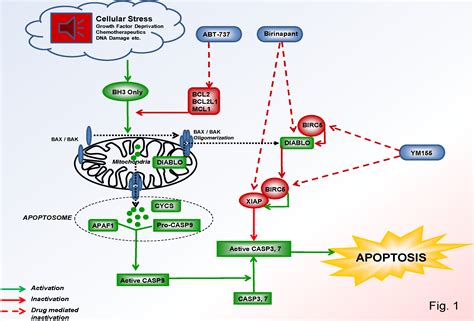 Pathways of Intrinsic Apoptosis in Neuroblastoma: Targets for Therapeutics and New Drug ...