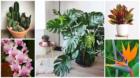 Plantas Ornamentais: +20 Espécies e Como Cultivar!【2021】