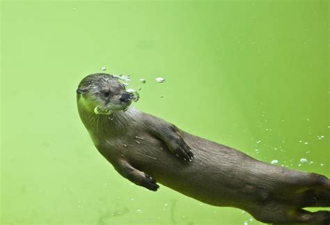 Friends on the Other Side | North American River Otters