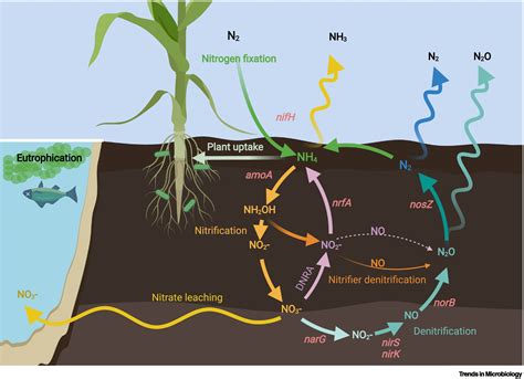 Nitrogen Uses In Plants