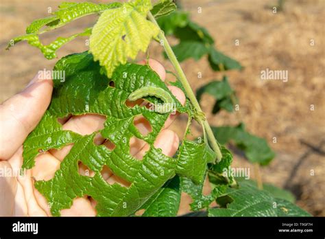 Hazelnut leaf damaged by a pest closeup in man's hand. Industrial nut ...