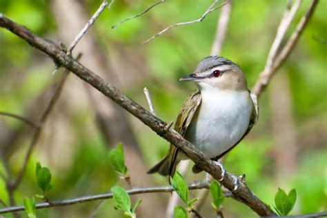 Wild Profile: Meet the red-eyed vireo - Cottage Life