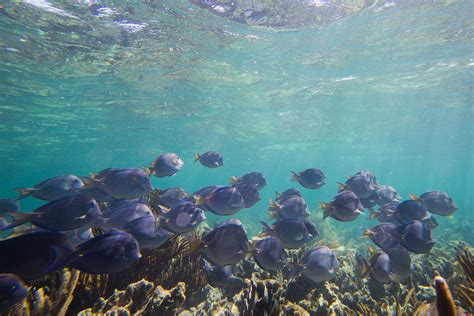 Coral Reef Snorkeling in Puerto Morelos | Private Tour Photosafari | Bushmanphoto