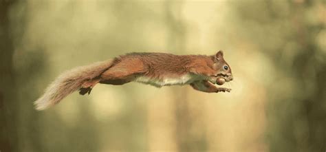 How High Can A Squirrel Jump? Do They Get Hurt?