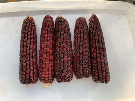 Bloody Butcher Corn Seed. Non GMO corn seeds. 1600+ Seeds. | eBay