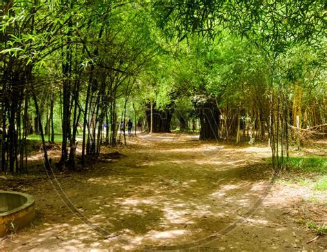 Image of Bamboo Forest In Kaveri Nisargadhama Coorg, Karnataka.-YK352736-Picxy