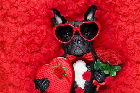 Wallpapers Bulldog Valentine's Day Dogs Heart Bouquets Roses Petals Bow ...