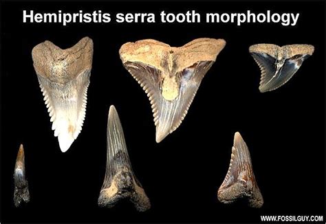 Fossilguy.com: Snaggletooth Shark Information - Hemipristis shark facts ...