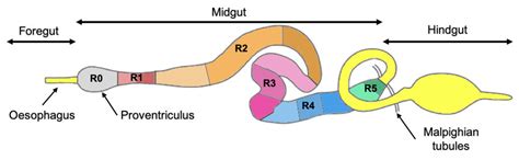 Adult Drosophila melanogaster anatomy. (A) The Drosophila melanogaster ...