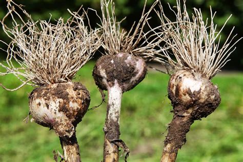 The Amazing Hardneck Garlic Harvest! - The Martha Stewart Blog