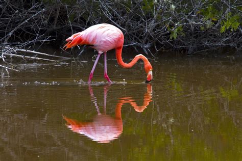 Flamingo in the Galapagos Islands | Reflections