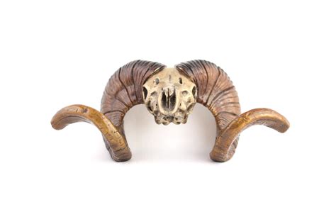 Argali Miniature horn | Wilderness Creations Bronze Sculptures