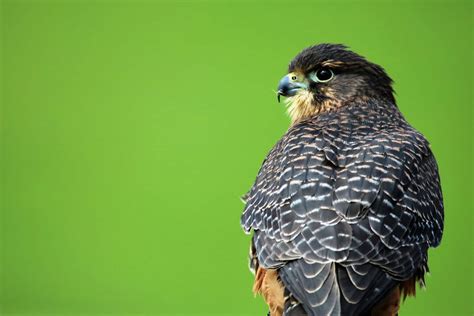 Aplomado Falcon Guide - Birding Insider