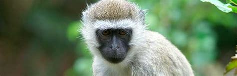 Vervet Monkey - Animal Facts and Information