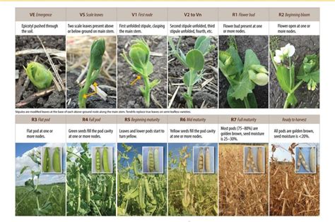 Field Pea Growth Staging Guide – Manitoba Pulse & Soybean Growers