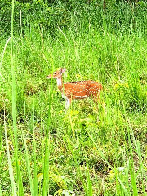 Chitwan National Park , Nepal : r/wildlifephotography