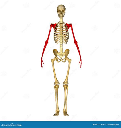 Skeleton Bones of the Arm and Hand Stock Illustration - Illustration of elbow, care: 44721016