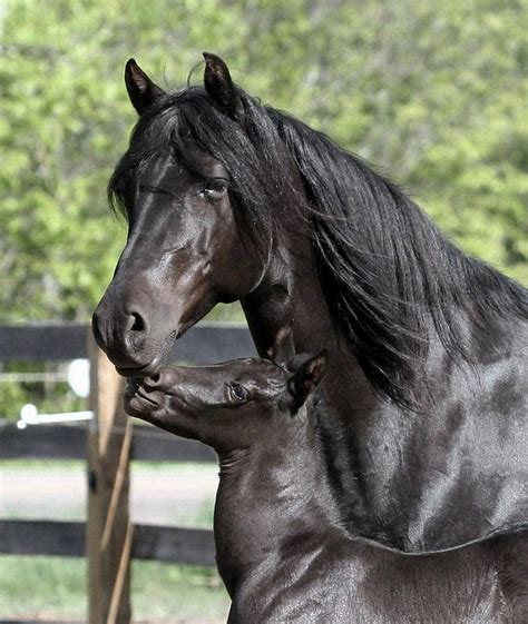 Black Horse & Foal | Horses, Beautiful horses, Pretty horses