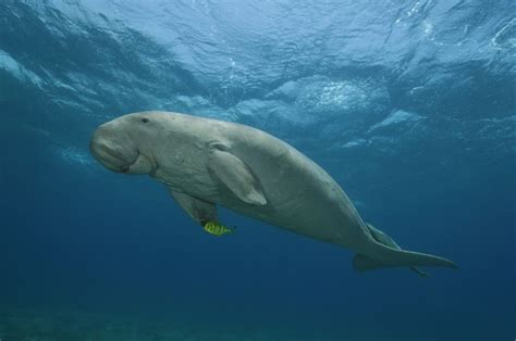 Dugong conservation in the UAE. Bu Tinah Island - Freediving in United ...