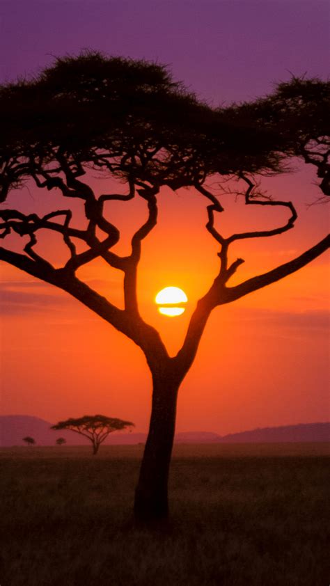 African Sunset Wallpaper for iPhone X, 8, 7, 6 - Free Download on 3Wallpapers