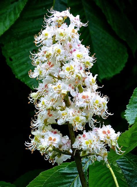 Flowers of the Horse Chestnut Tree. Flower Fairies, Flower Garden, White Chestnut, Horse ...