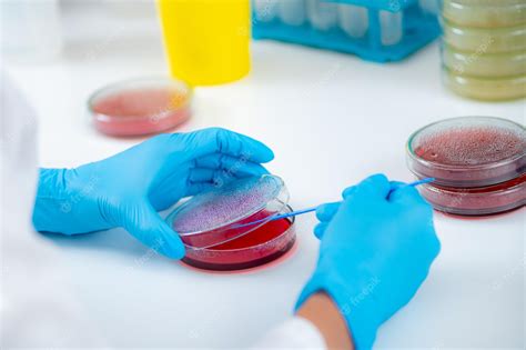 Premium Photo | Microbiology laboratory work Hands of a microbiologist working in a biomedical ...