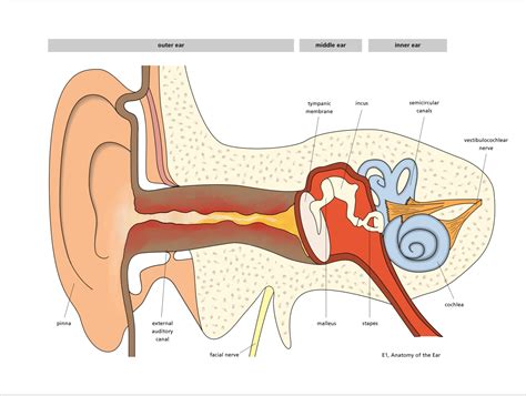 How do you know that you have an outer ear infection? — ent4kids