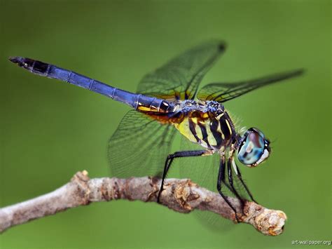 insects | Insects Wallpapers, Insects & Bugs, Photography, Art Print ...