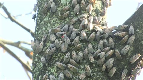 Spotted lanternfly a real pest in Pennsylvania