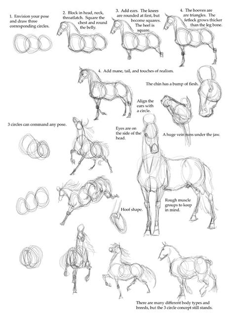 the horse's body is shown in several different ways, including how to draw it