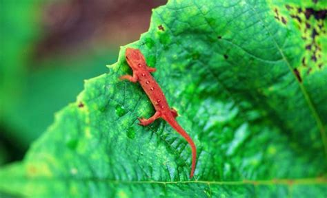 Eastern Newt - Notophthalmus viridescens | Wildlife Journal Junior