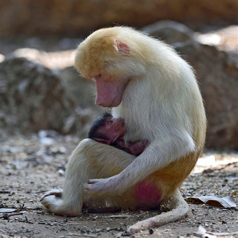 IN PHOTOS: Red baboon born in Israeli zoo for first time - Life ...