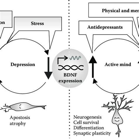 Correlation between serum brain-derived neurotrophic factor (BDNF ...