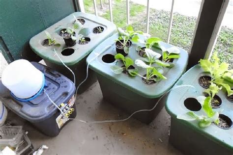 This article will guide you through a kratky hydroponics method that doesn’t require all this ...