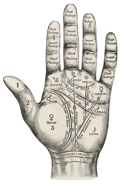 A Palmistry Map Of The Hand, Labelling Drawing by Illustrated London News Ltd/Mar - Fine Art America