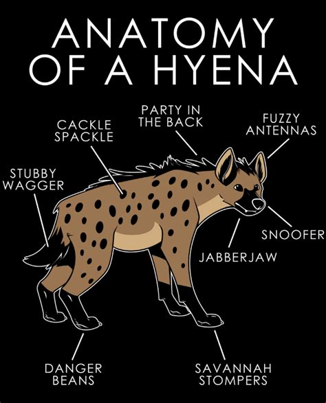 Anatomy of a hyena : r/hyenas