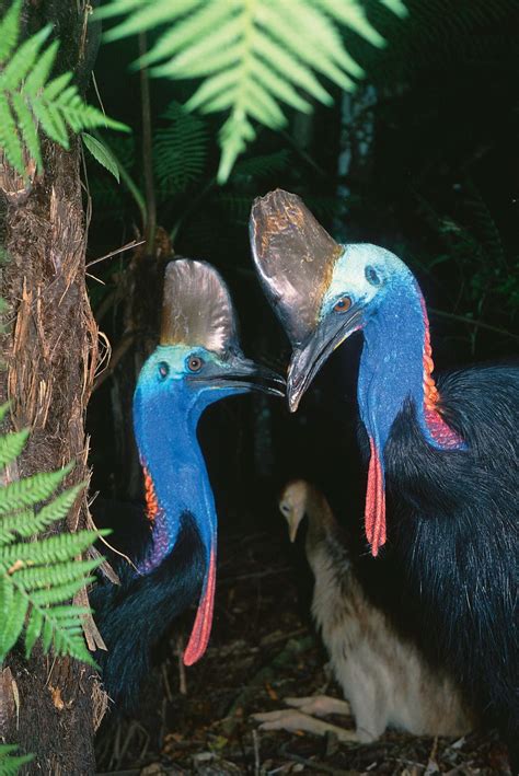 World Cassowary Day | Wet Tropics Management Authority