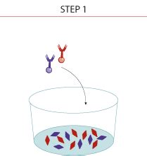 Luminex Bead-based Multiplex Assay Principle: R&D Systems