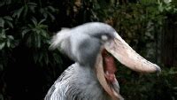 Shoebill GIFs - Get the best gif on GIFER