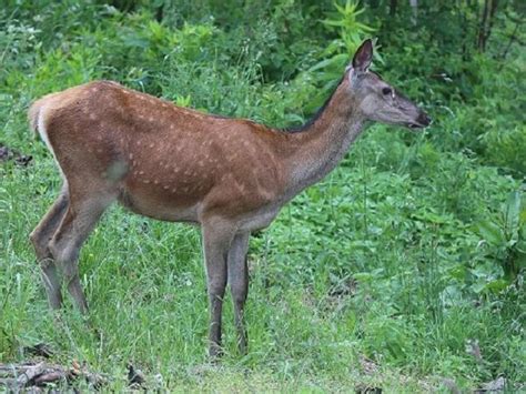 Romania wildlife vacation stay in wildlife hides | Responsible Travel