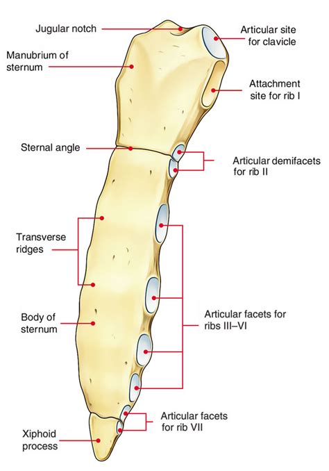 Sternal Anatomy - Human Body Anatomy