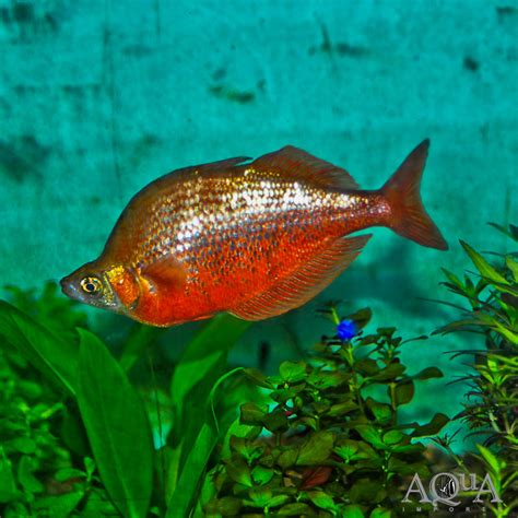 New Guinea Red Rainbowfish | Aqua Imports