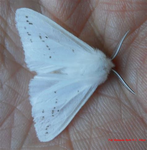 Fall Webworm Moth Hyphantria cunea (Drury, 1773) | Butterflies and Moths of North America