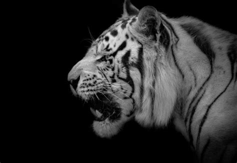 70+ Best White Tiger Names: Unique Names for White Tigers