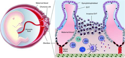 The up side of decidual natural killer cells: new developments in immunology of pregnancy ...