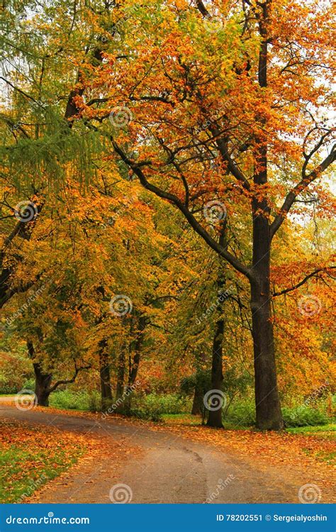 Beautiful Forest at Sunrise in Autumn Time Stock Image - Image of ...