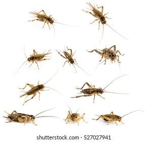 216 Gryllus assimilis Images, Stock Photos & Vectors | Shutterstock